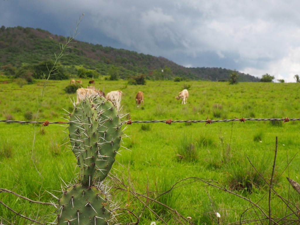 Quise escribir y no pude, comparto una serie. Nopales.