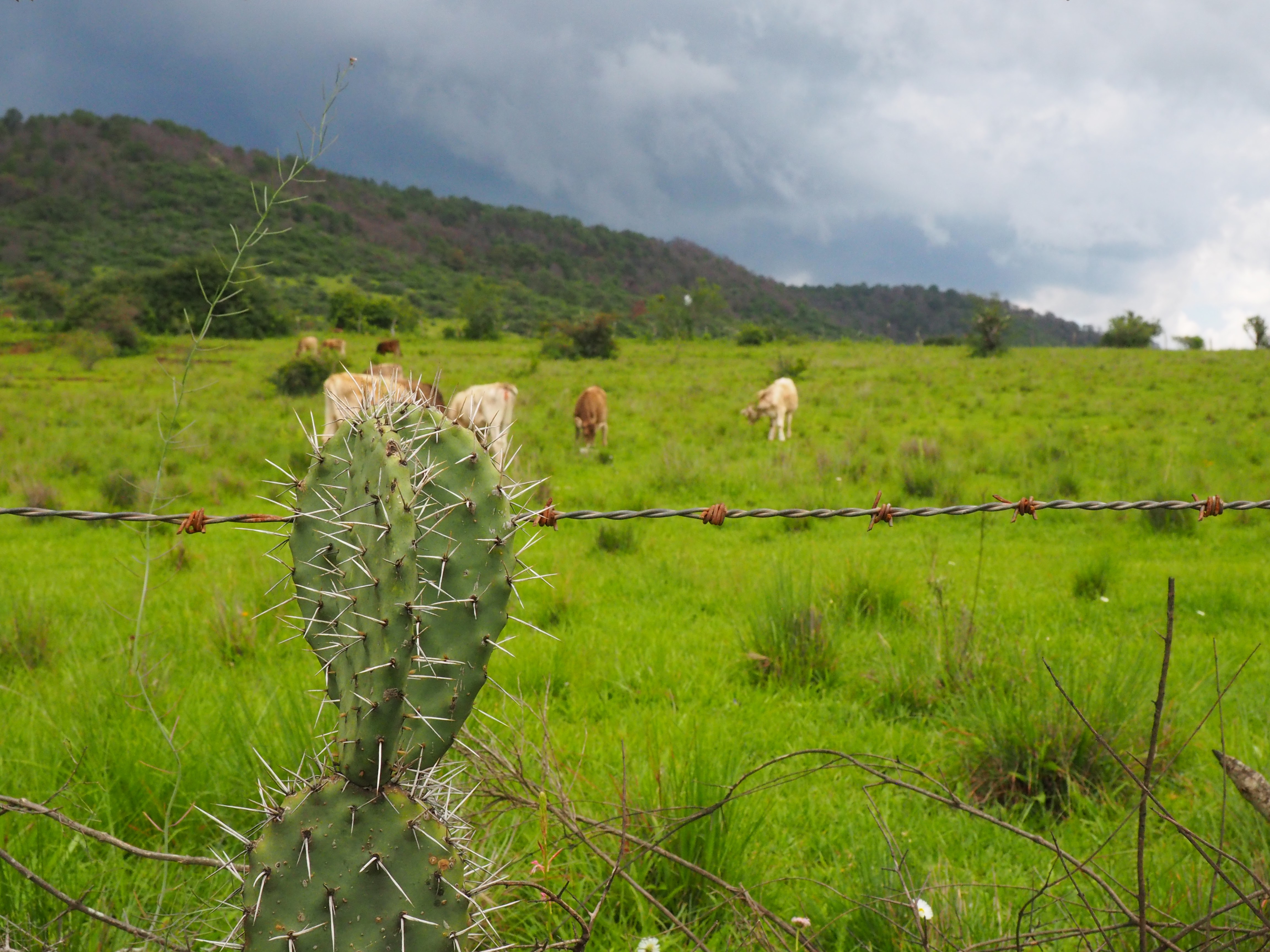 OLYMPUS DIGITAL CAMERA