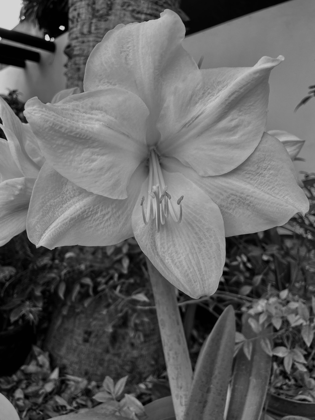 La guerra de Rusia vs Ucrania, las Convenciones de Ginebra y las legiones&nbsp;extranjeras