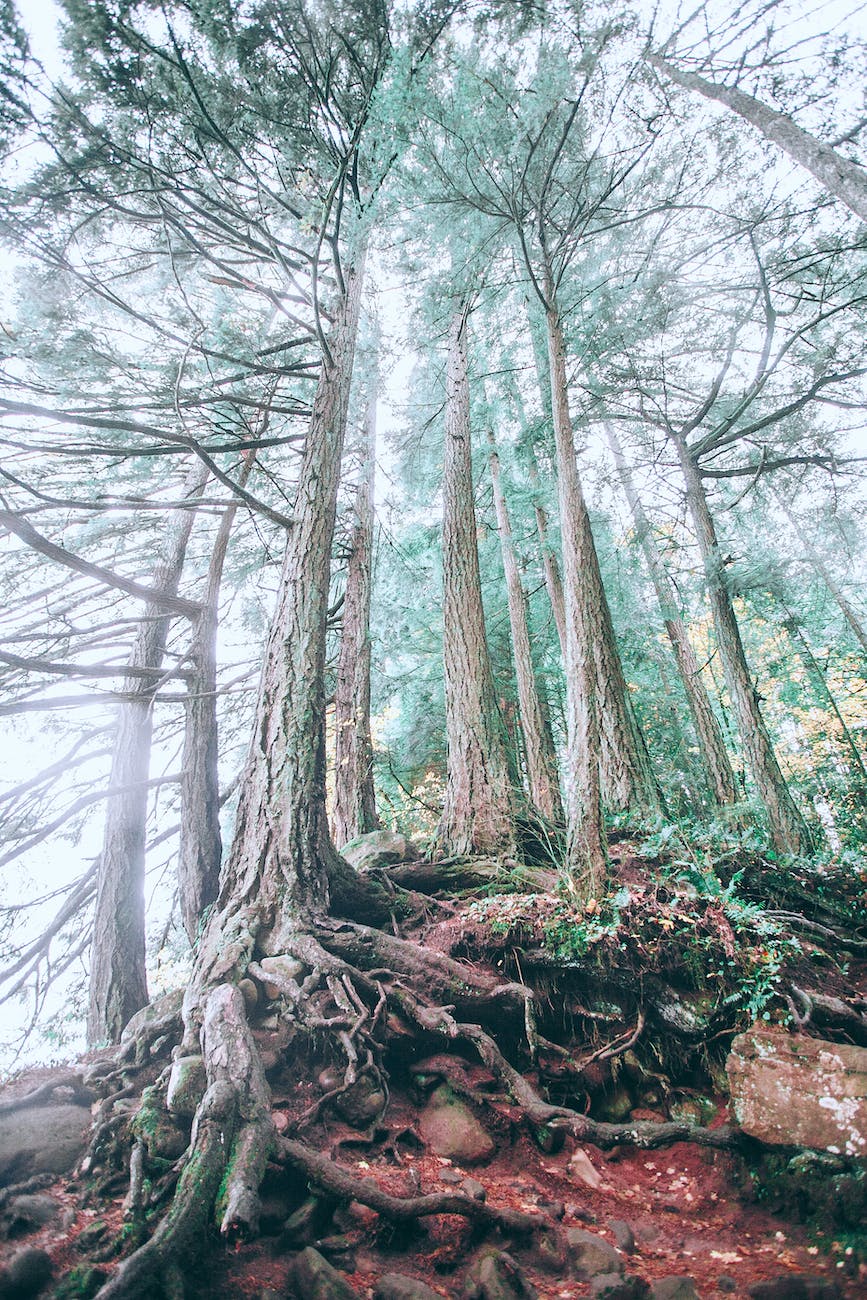 International law as an «ecosystem»: a complexity&nbsp;view